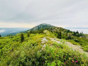 Grey mountain tour in Yukon