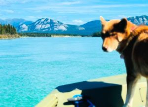 Yukon River and Lake Laberge boat tour