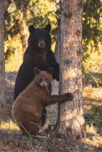 Yukon wildlife preserve tour